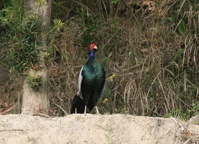 f0031423_20495215.gif