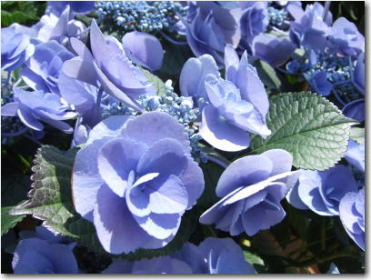 4月19日紫陽花
