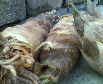 f0088647_9595959.jpg