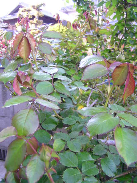 f0074659_2247127.jpg