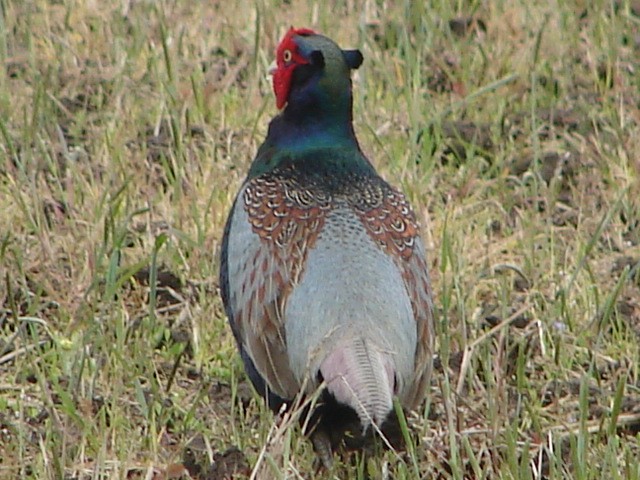 b0061261_940530.jpg