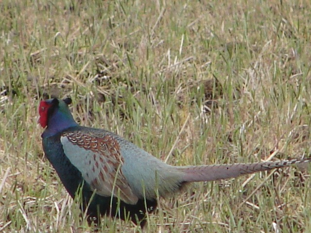 b0061261_943266.jpg