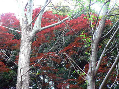 f0086169_109386.jpg