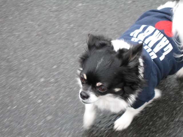 d0070473_994050.jpg
