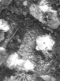 f0100480_185957.jpg