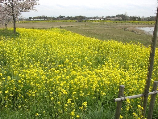 c0070086_17133394.jpg