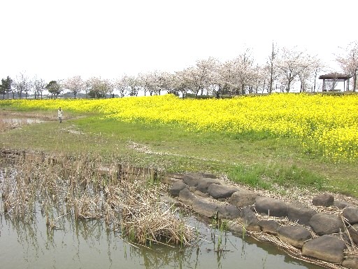c0070086_1719444.jpg