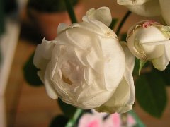 b0031925_17135198.jpg