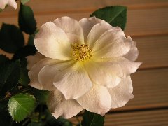 b0031925_17192694.jpg
