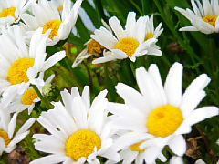 d0017632_18272222.jpg