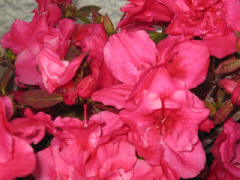 d0017632_18273781.jpg