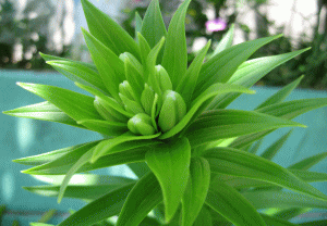 b0100637_1616101.gif