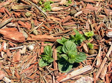e0104941_445013.jpg