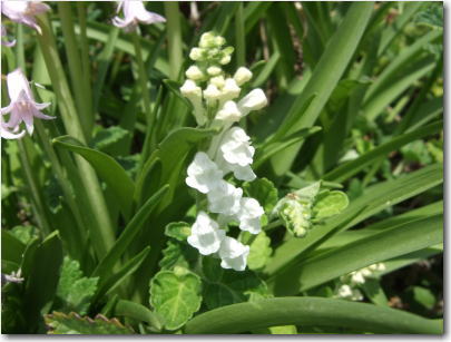 4月20日白い草花