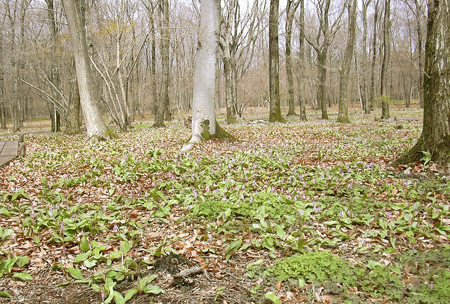 a0001354_1944077.jpg