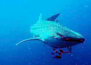c0039073_17531546.jpg