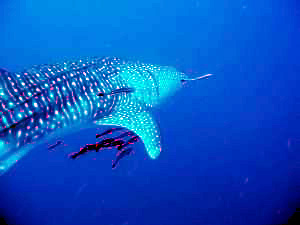 c0039073_17534222.jpg