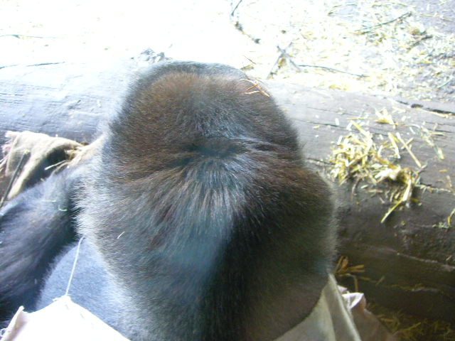e0015108_3442184.jpg