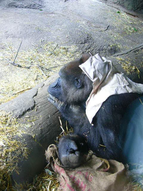 e0015108_3452425.jpg