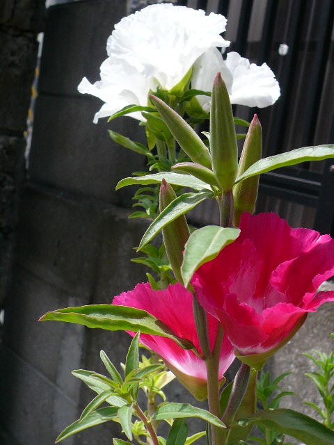e0026017_22282511.jpg