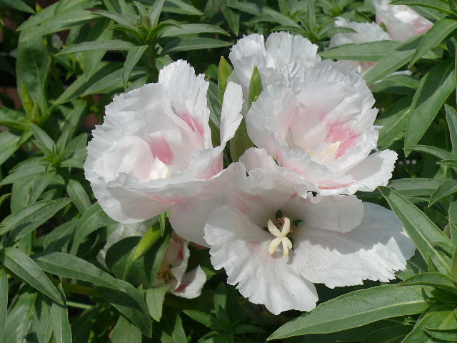e0026017_22285863.jpg