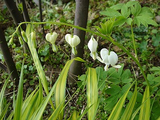 f0054421_21515290.jpg