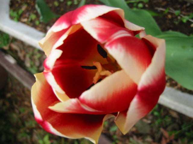 d0094868_12525140.jpg