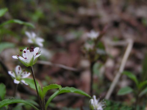c0042869_20161412.jpg
