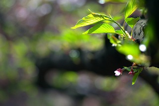 a0006371_1041191.jpg