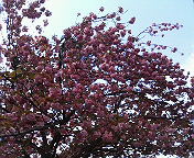 e0037673_20215557.jpg