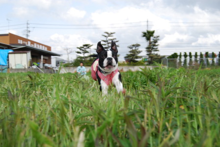 c0092787_10491775.jpg