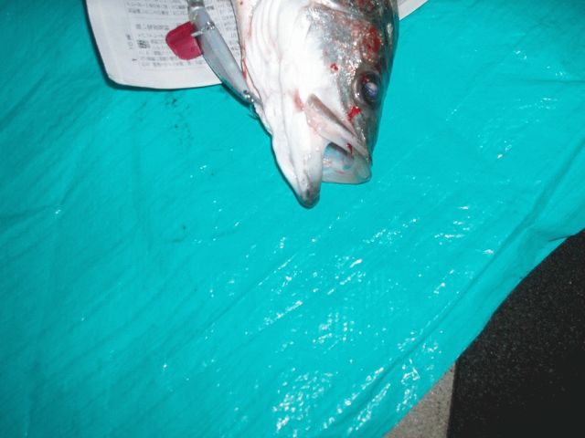 d0119915_16464831.jpg