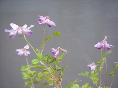 b0077117_645146.jpg