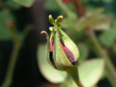 b0031925_0565886.jpg