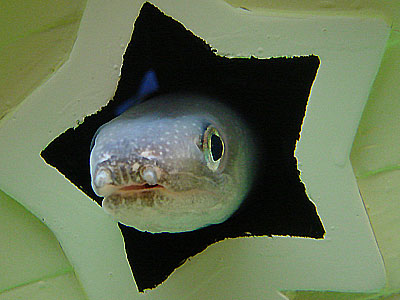 b0044726_8545227.jpg