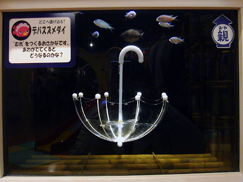 b0044726_964710.jpg