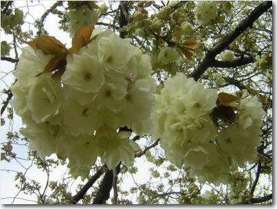 4月22日うこん桜