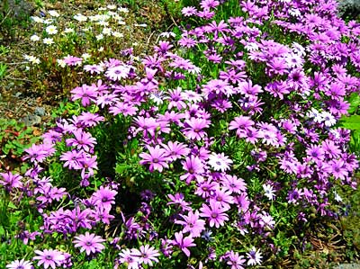 e0097770_1741883.jpg
