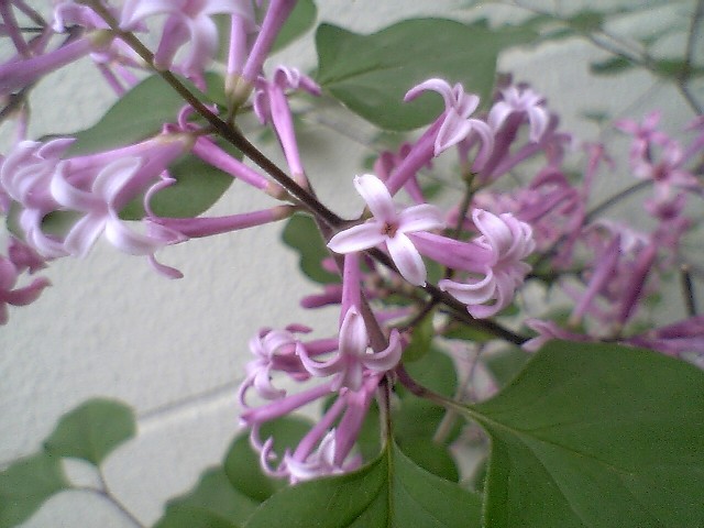 b0099274_1520352.jpg