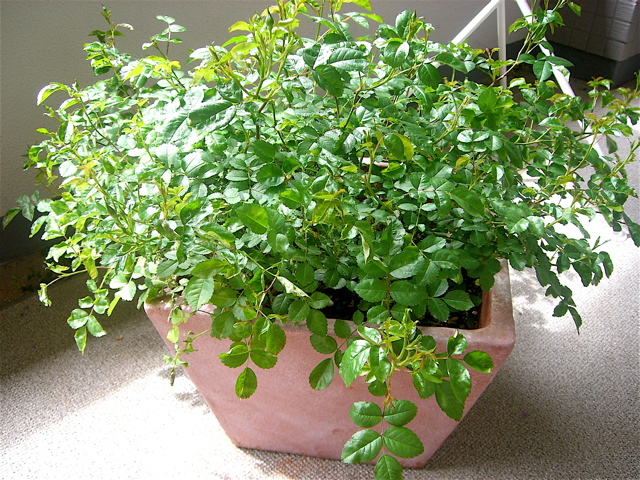 e0018777_21243322.jpg