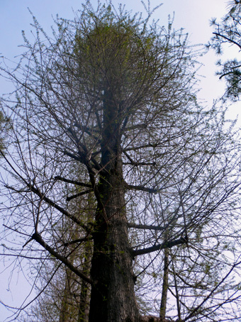 e0112077_149068.jpg