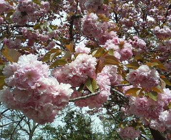 f0007580_2331717.jpg
