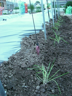 f0070493_181614.jpg