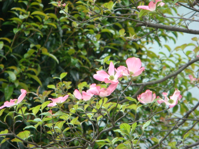 f0137694_2355884.jpg