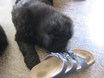 e0005603_185073.jpg