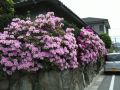 b0019909_1121913.jpg