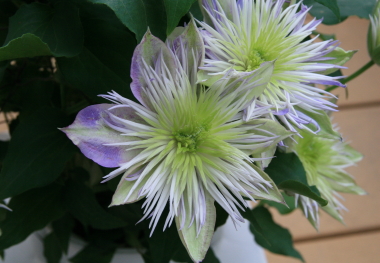 e0102713_65499.jpg