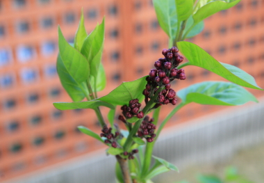 e0102713_6555486.jpg