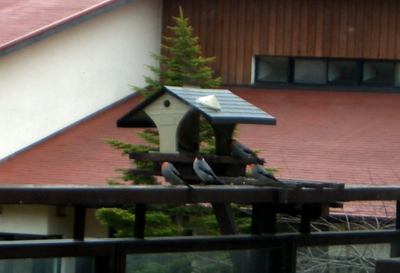 c0080716_3303313.jpg
