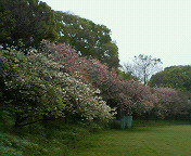e0011321_11324989.jpg